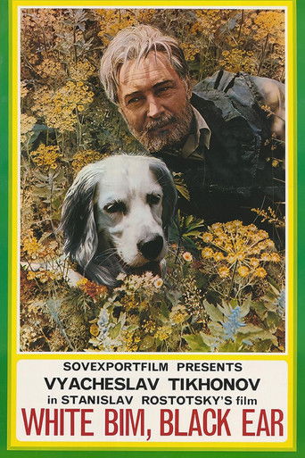 Белый Бим Черное ухо