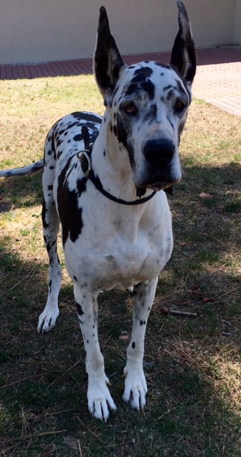 Armani GreatDane