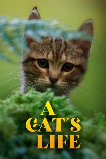 Мой котик и я