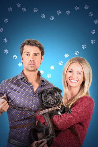 Гид по свиданиям для любителей собак