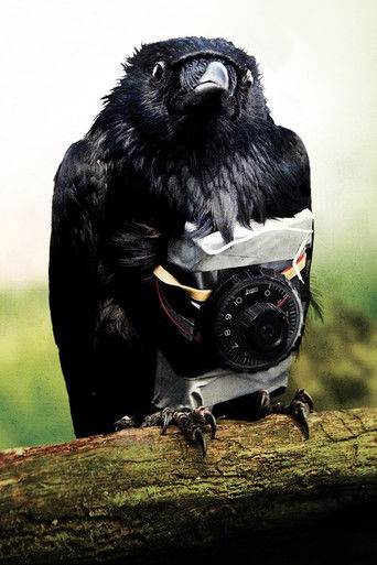 Четыре льва