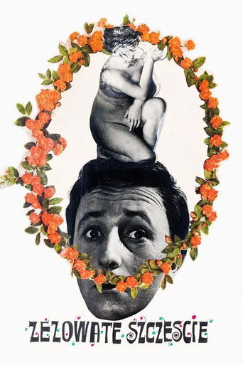 Косоглазое счастье