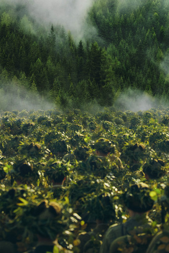 Добровольцы: На войну