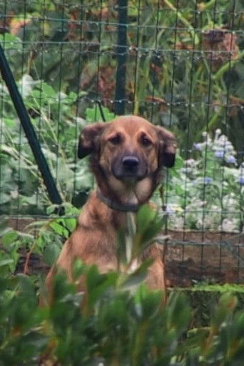 Глазами животного